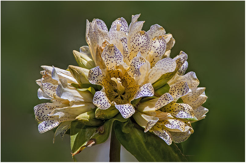 GENTIANE DE MOGGRIDGE