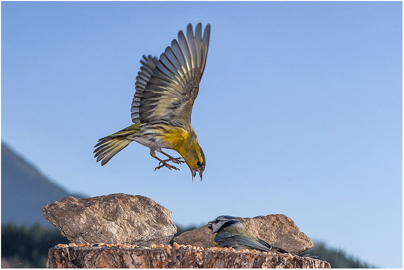 MESANGE BLEUE ET TARIN