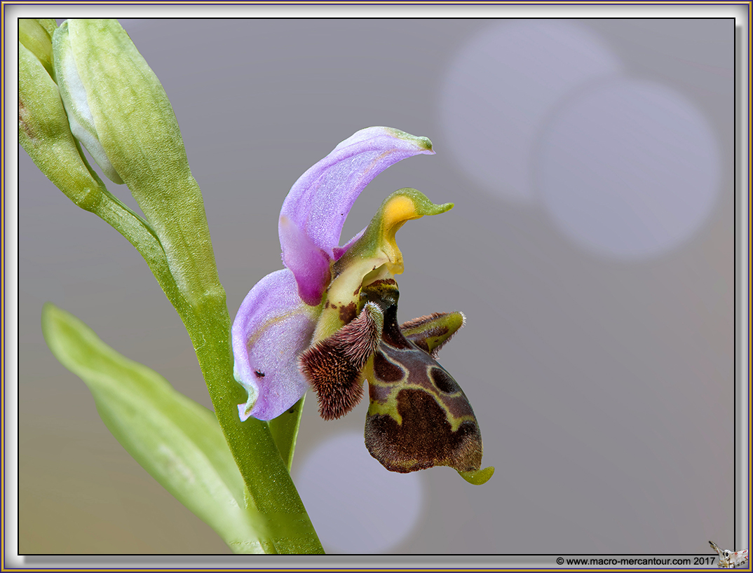 Ophrys Abeille