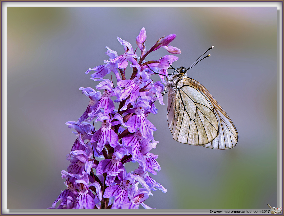 Gaz&eacute; sur Orchis tachet&eacute; 