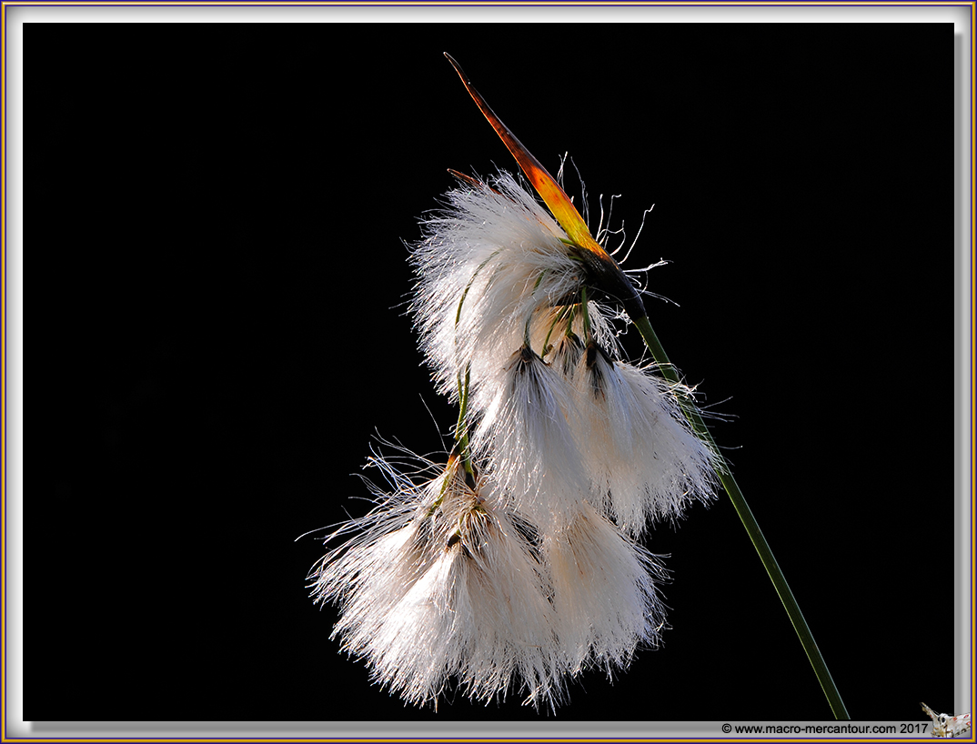 Linaigrette