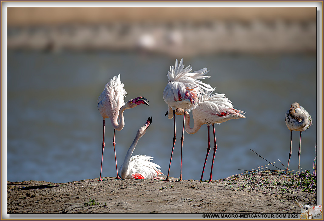 Flamants roses