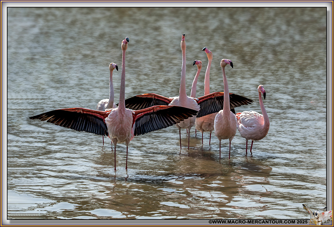 Flamants roses