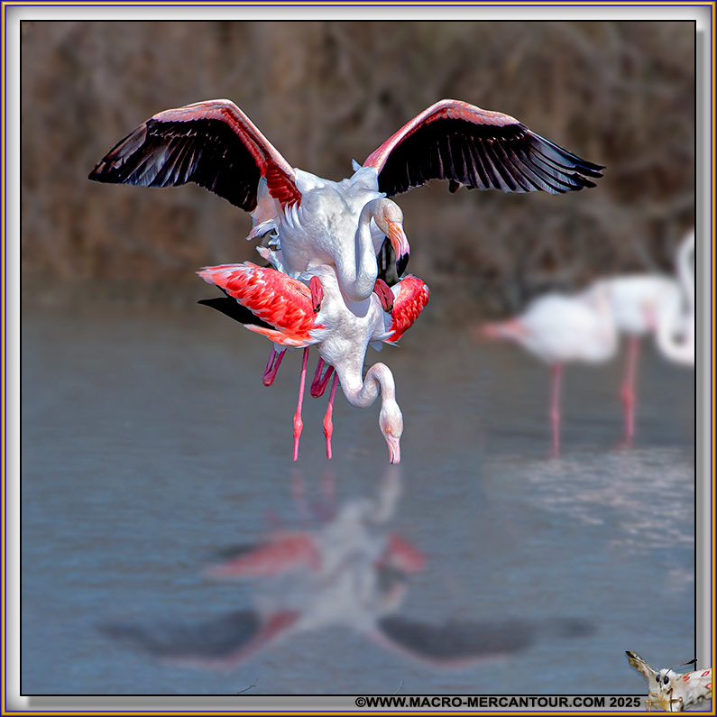 Flamants roses