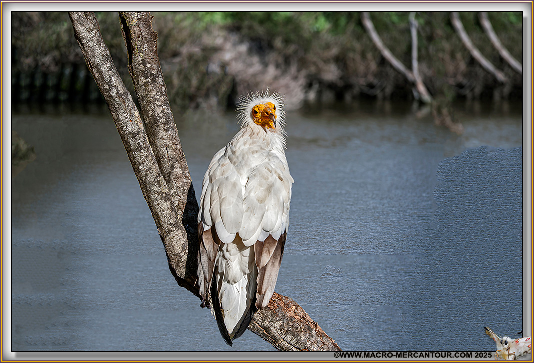Vautour Percnoptère
