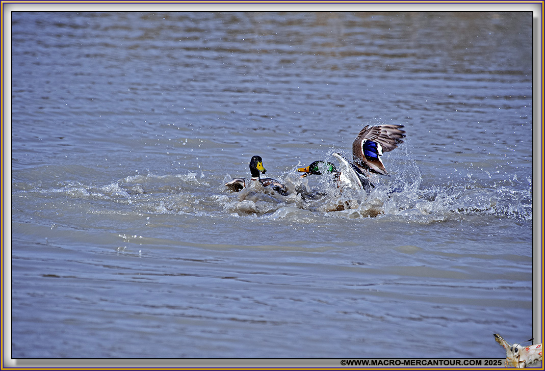 Canard Colvert
