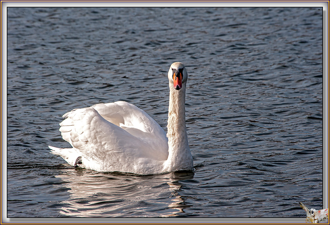 Cygne
