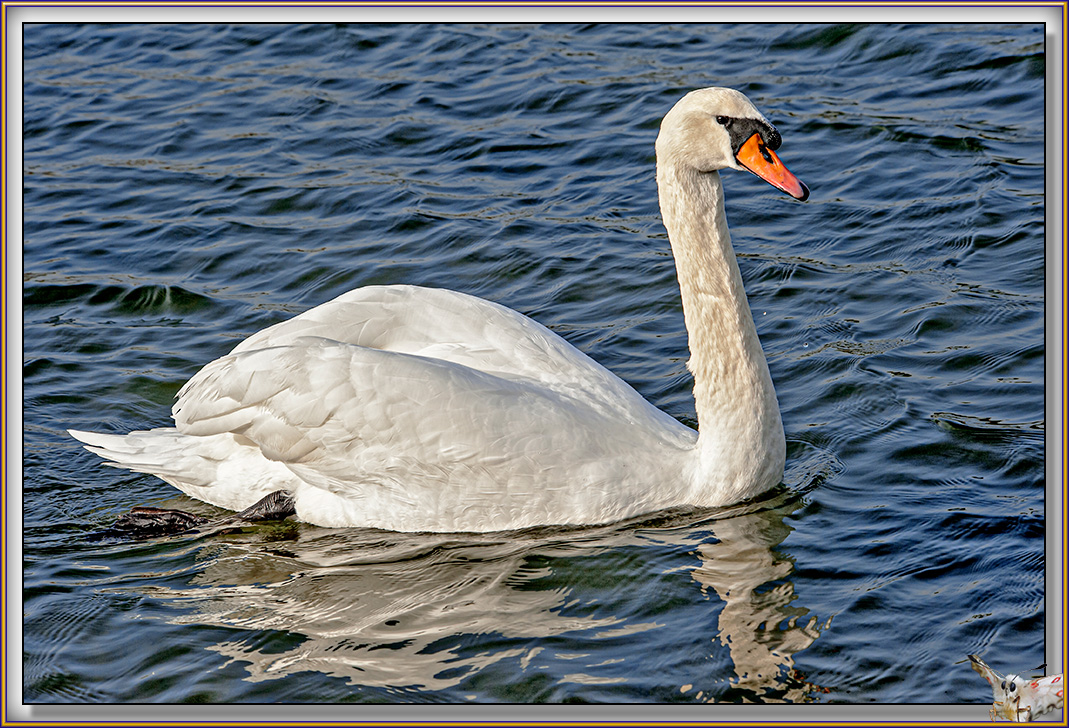 Cygne