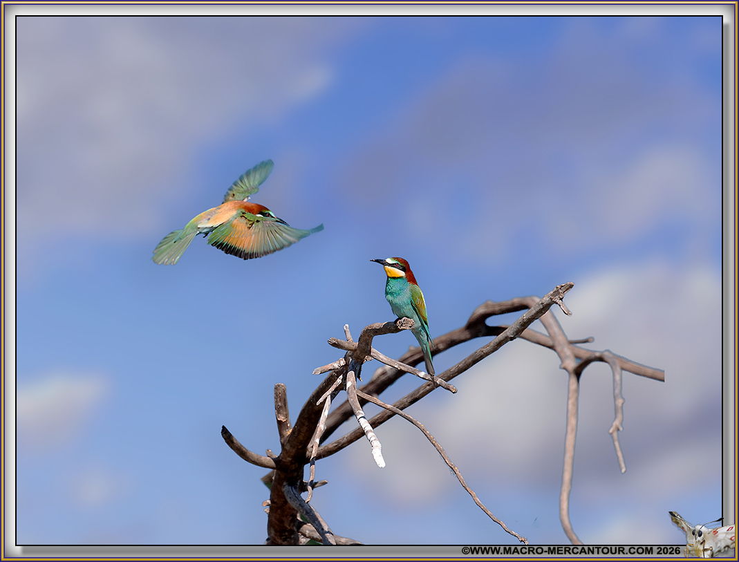 Gu&ecirc;pier d'Europe