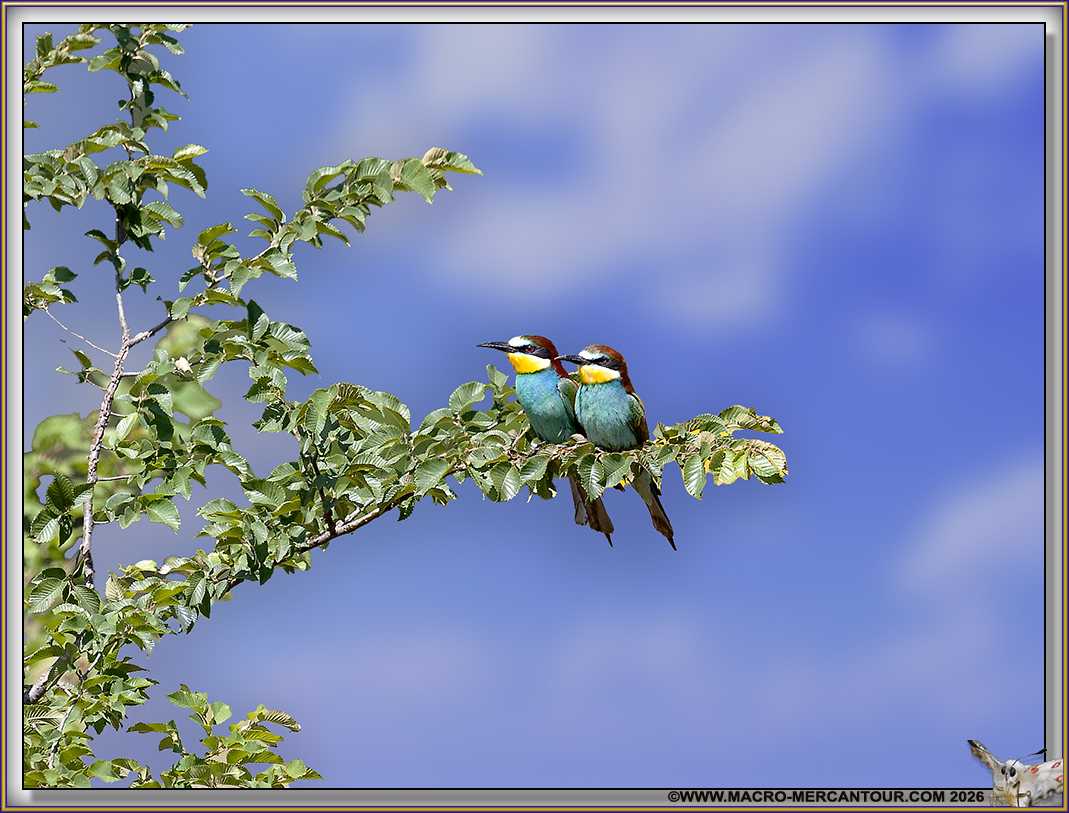 Gu&ecirc;pier d'Europe