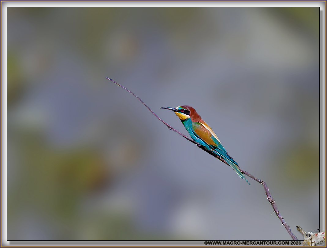 Gu&ecirc;pier d'Europe