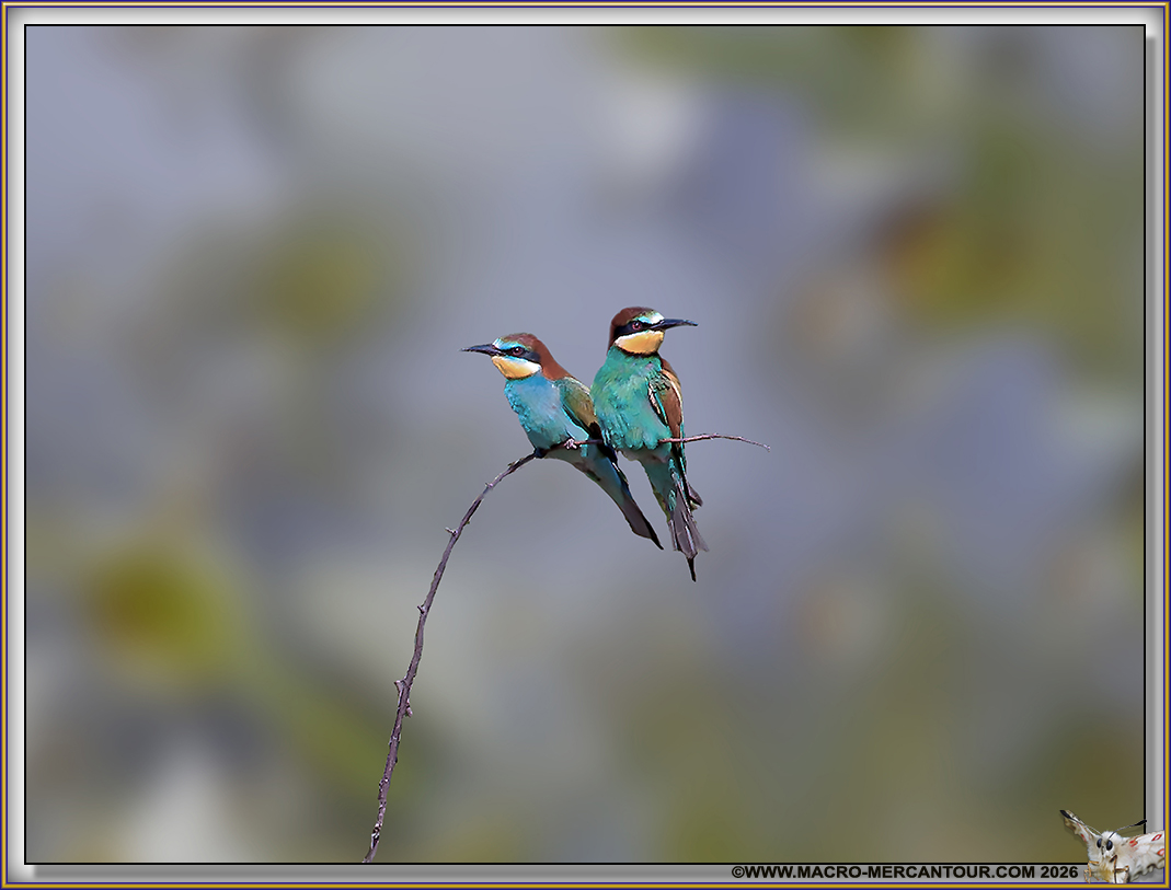 Gu&ecirc;pier d'Europe