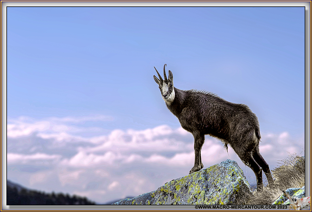 Chamois