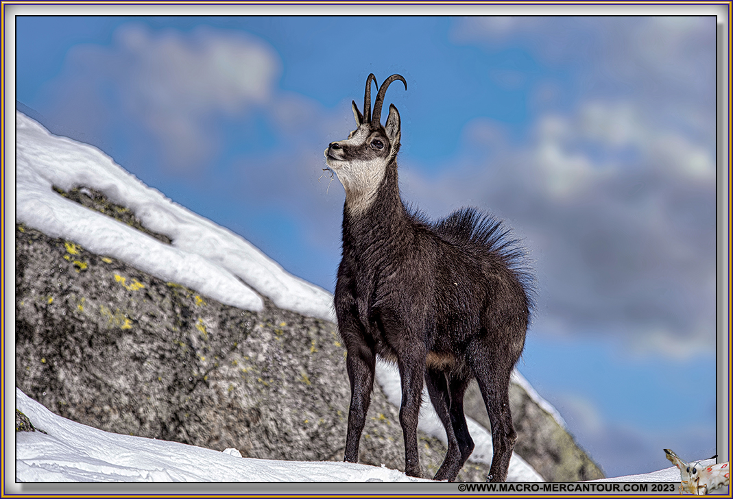 Chamois