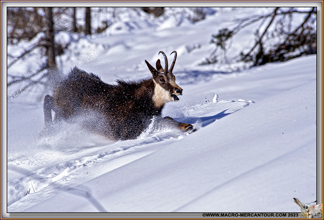 Chamois