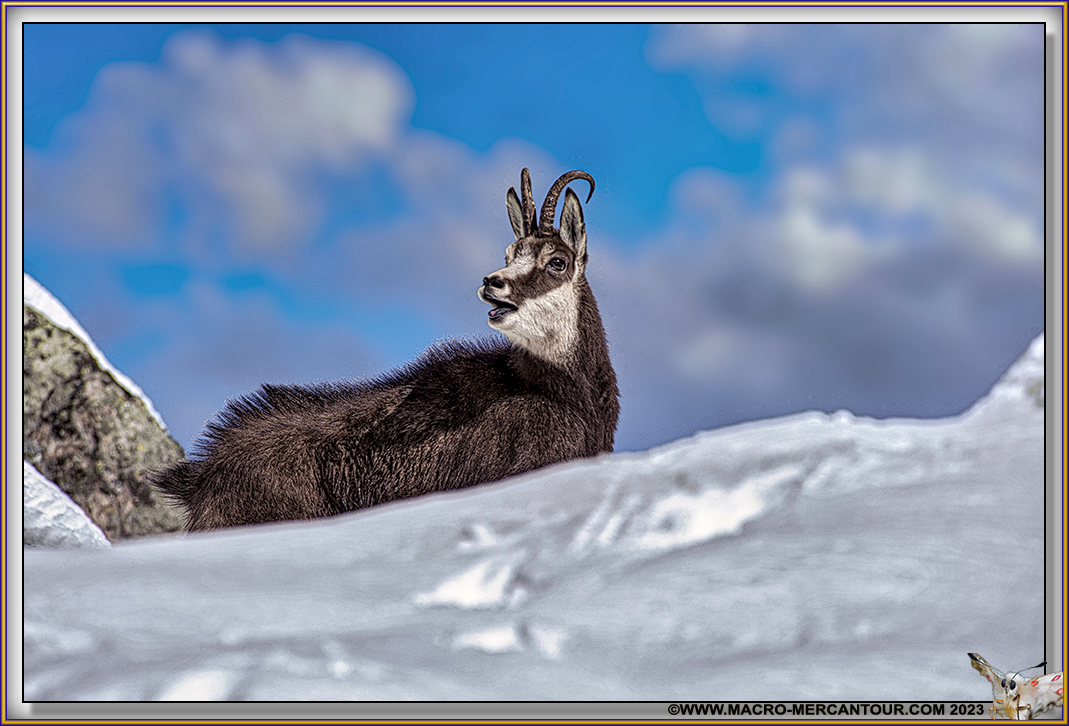 Chamois