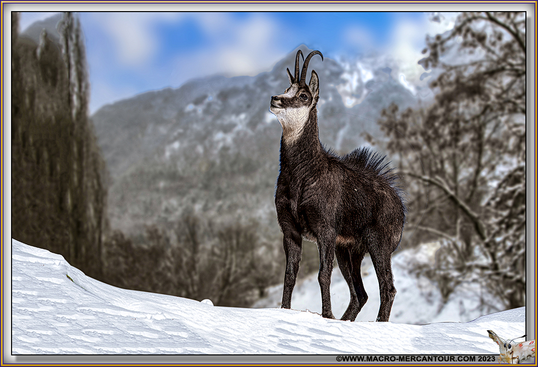 Chamois