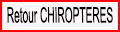 Retour Chiroptères