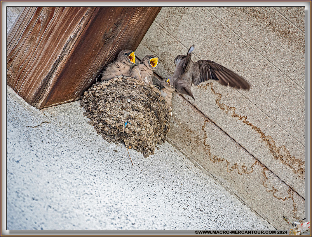 Hirondelles de Rochers
