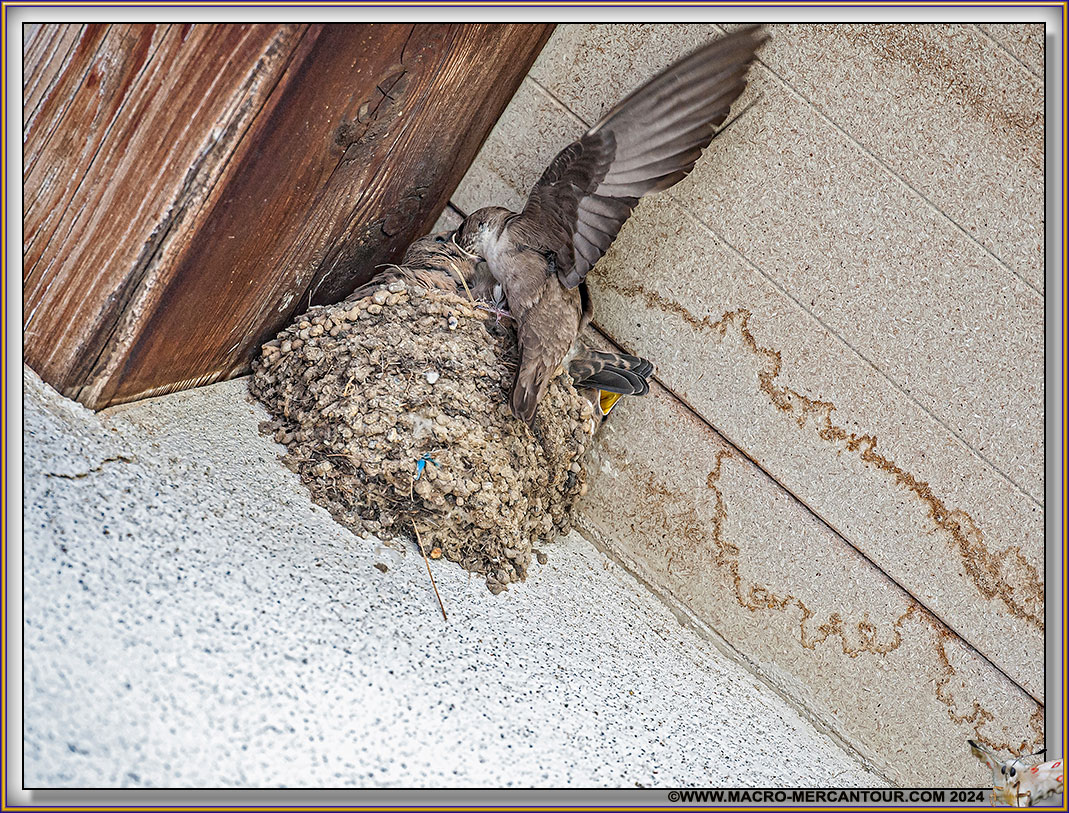 Hirondelles de Rochers