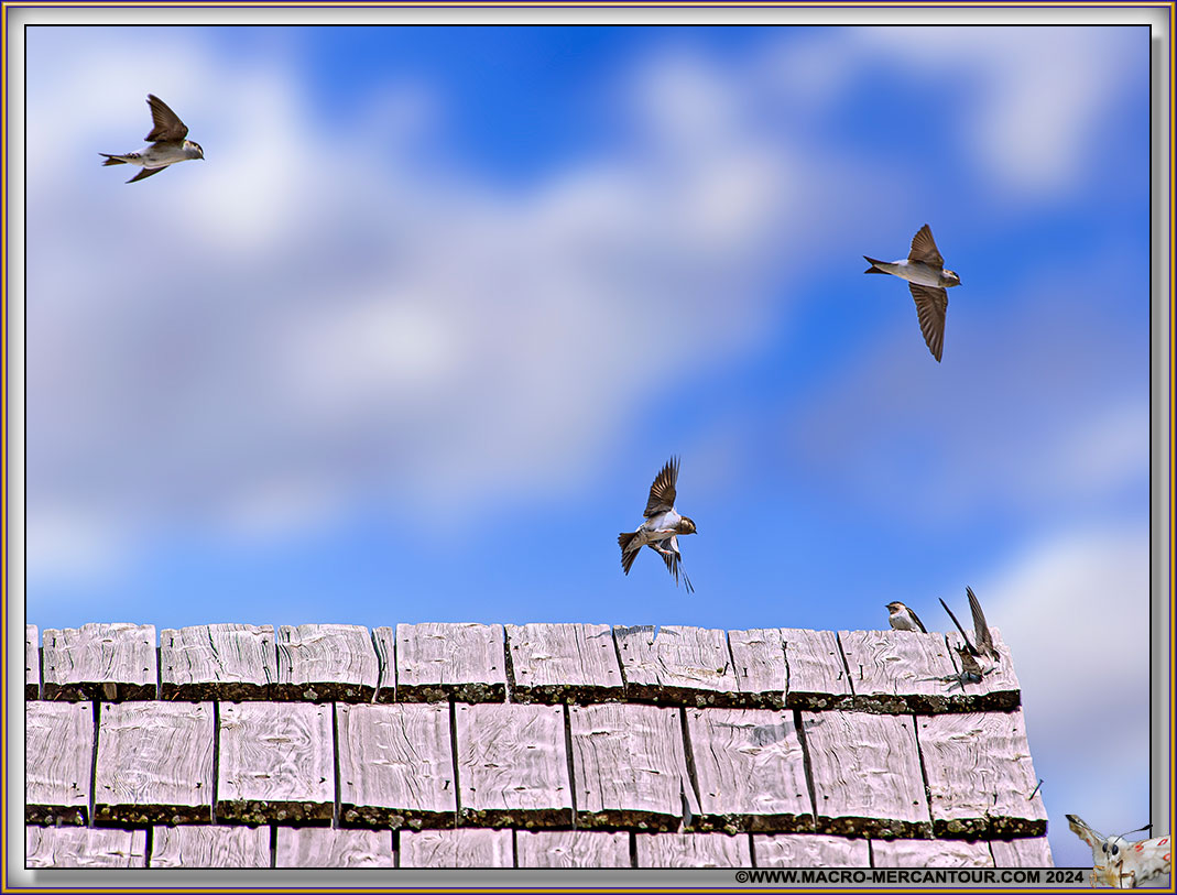 04-Hirondelle-Rochers-16-17459