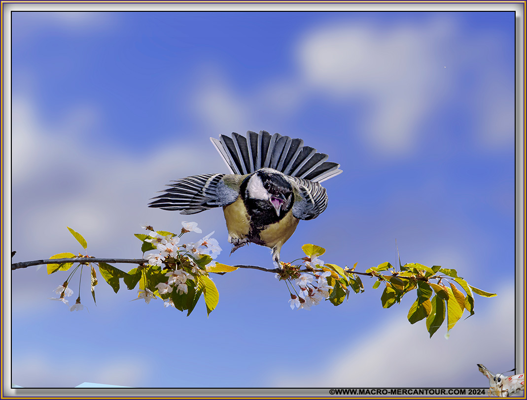 Mésange charbonnière