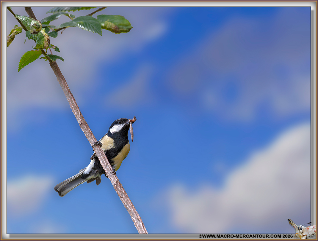 M&eacute;sange charbonni&egrave;re