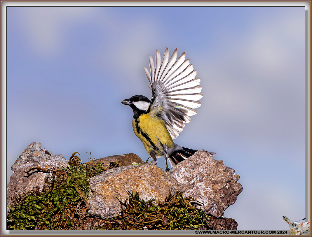 Mésange charbonnière