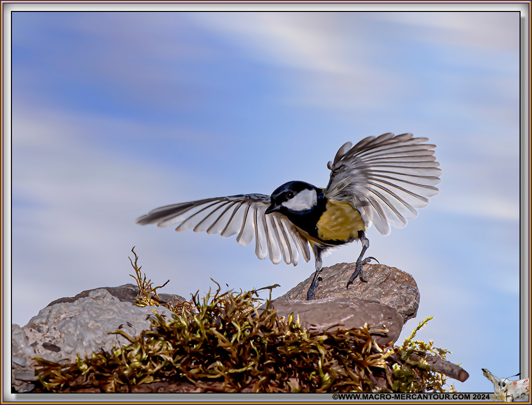 Mésange charbonnière