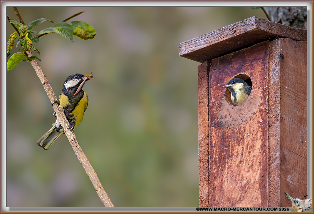 M&eacute;sange charbonni&egrave;re
