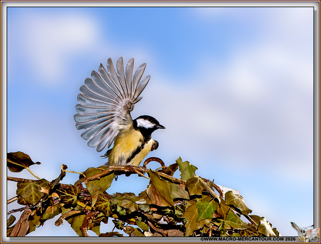 M&eacute;sange charbonni&egrave;re