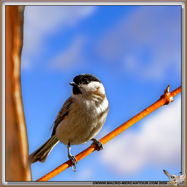 M&eacute;sange Nonnette