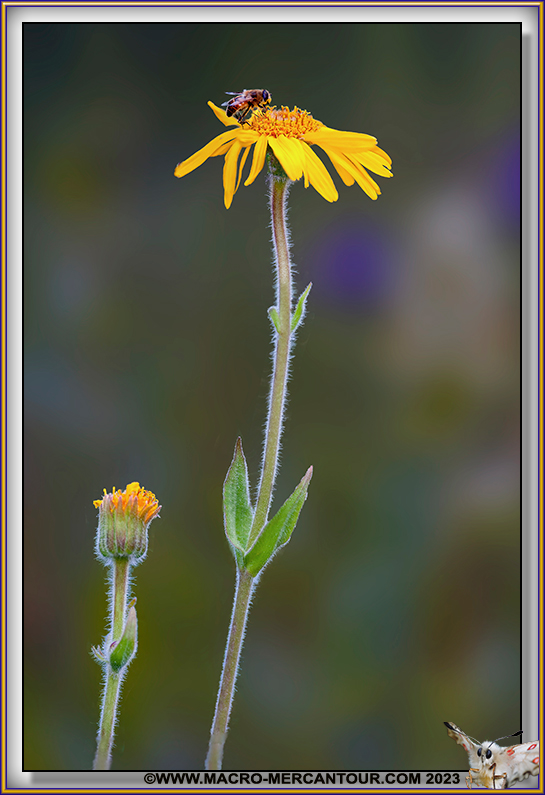 Arnica