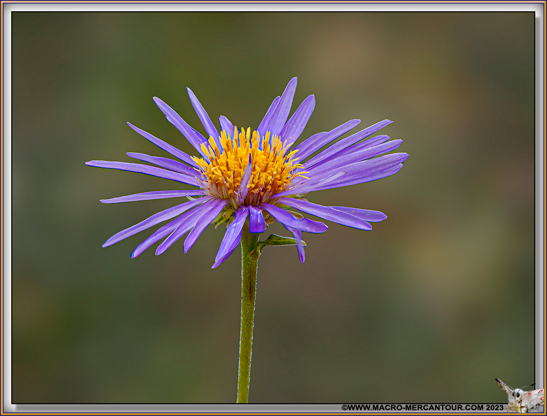 ASTERS