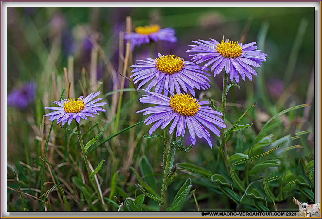 ASTERS