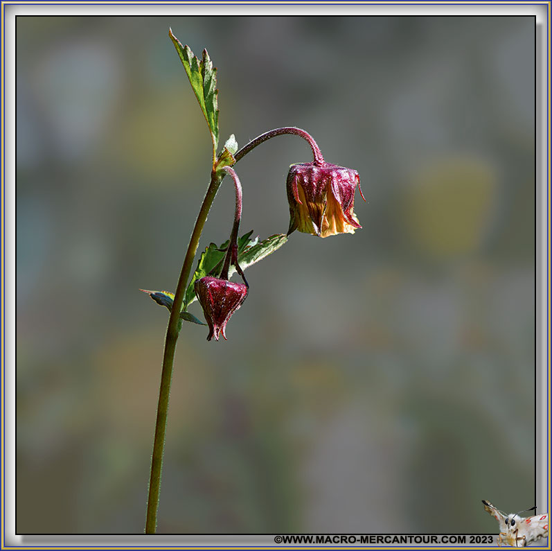 Benoîtes des ruisseaux