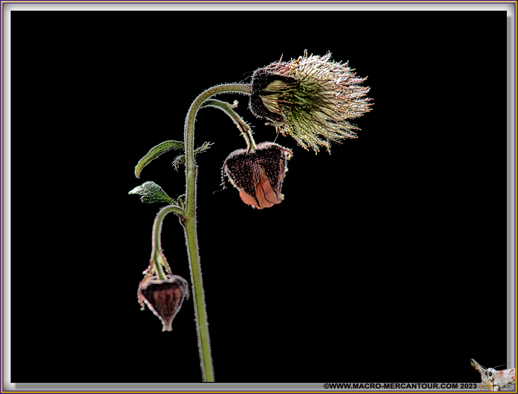 Benoîtes des ruisseaux