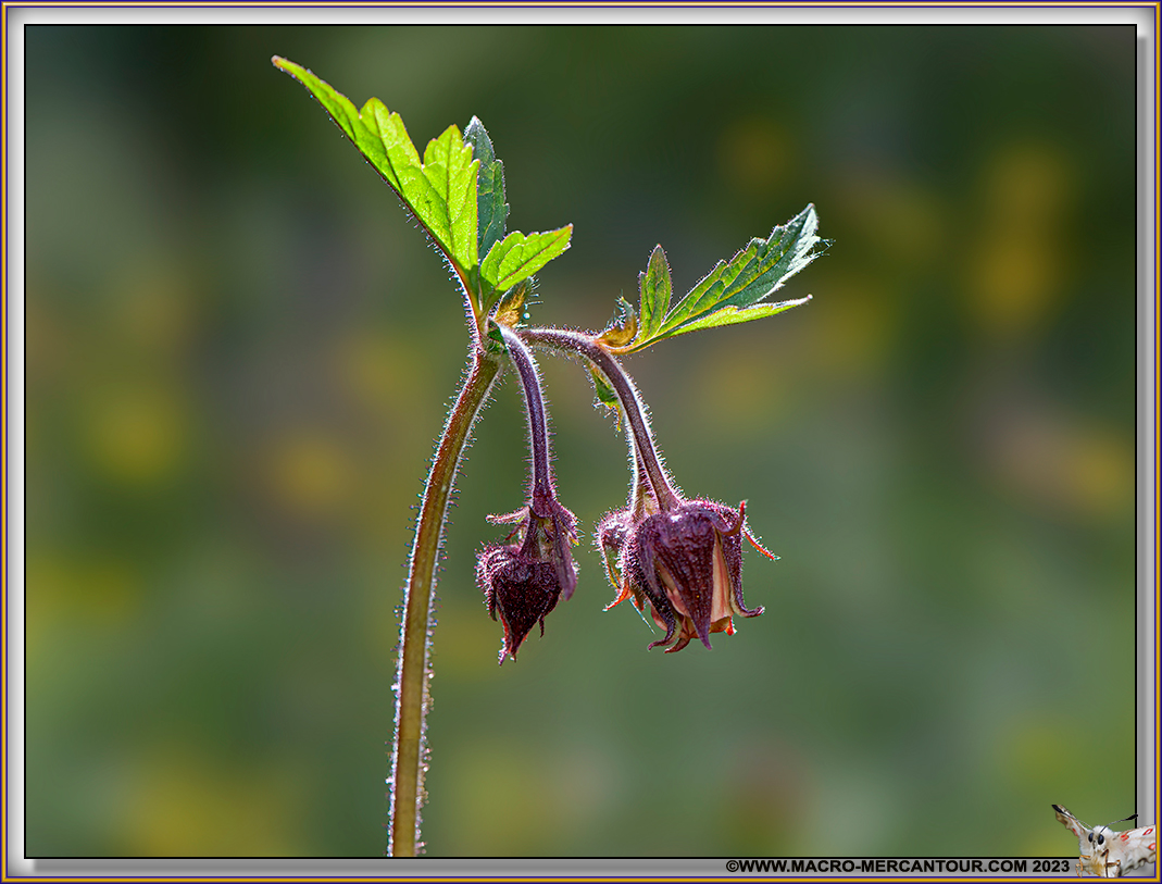 Benoîtes des ruisseaux