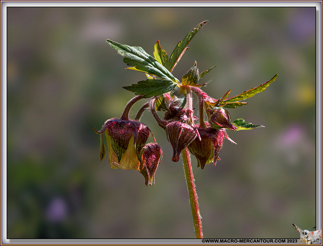 Benoîtes des ruisseaux
