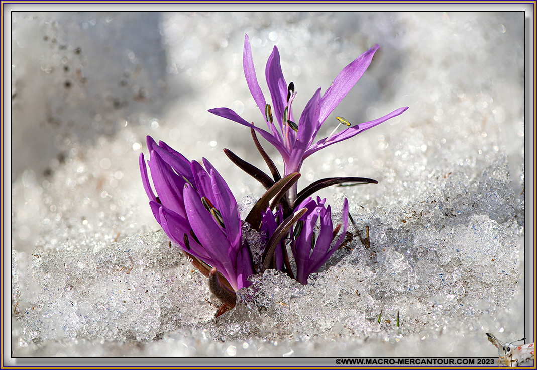 Bulbocode printanier