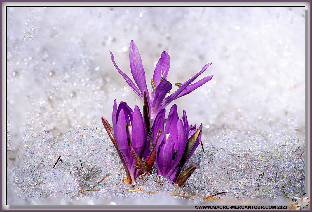 Bulbocode printanier