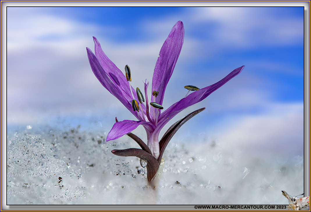 Bulbocode printanier