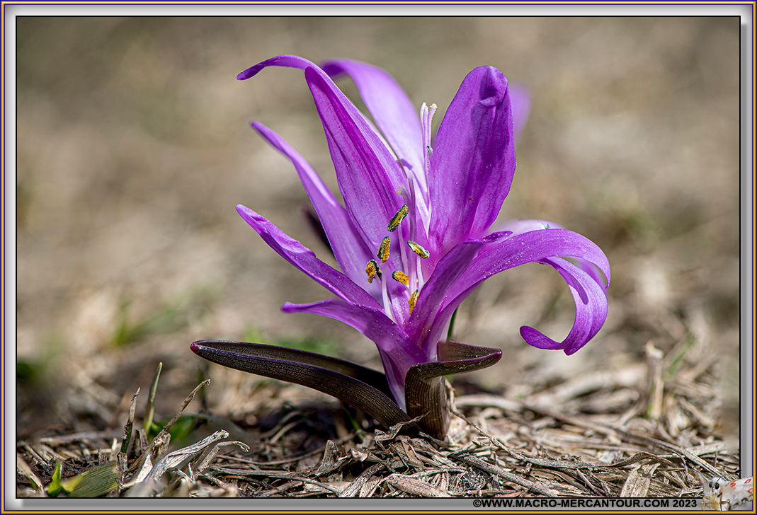 Bulbocode printanier