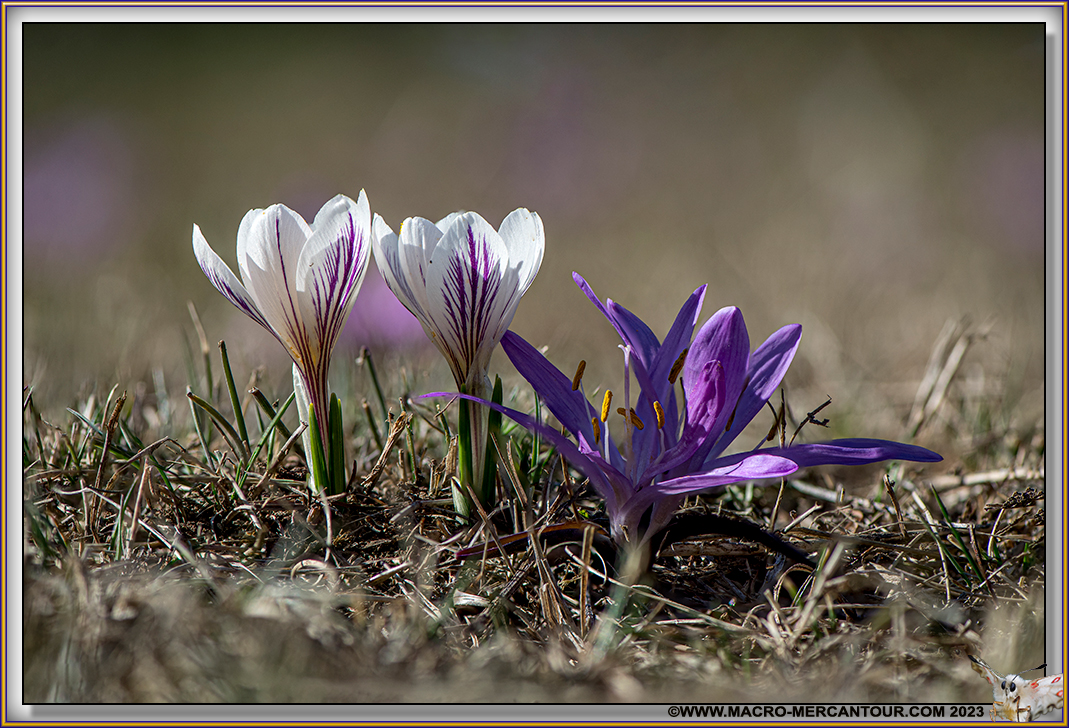 Bulbocode printanier