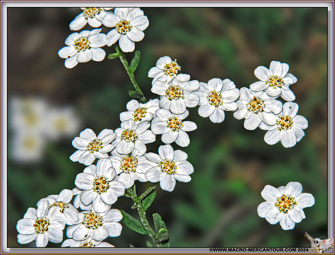 Camomille du Piémont