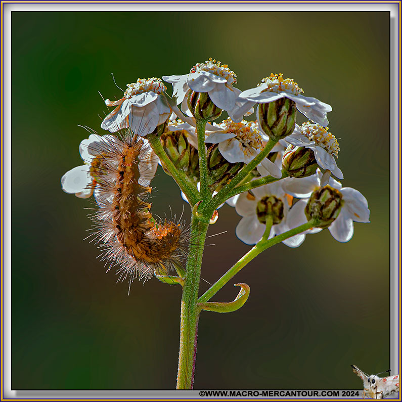 Camomille du Piémont