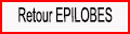 Retour Epilobes