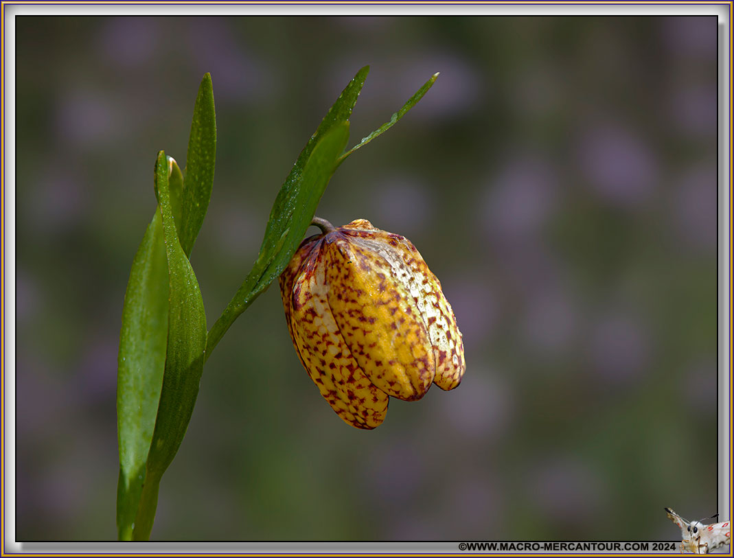 Fritillaire de Moggridge
