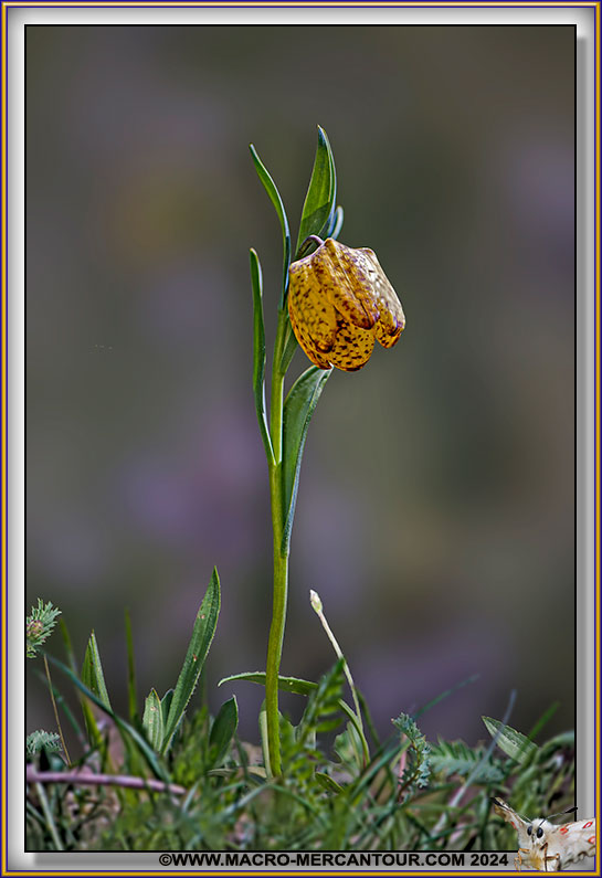 Fritillaire de Moggridge