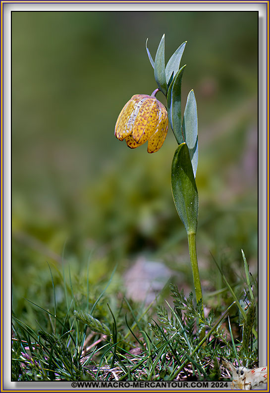 Fritillaire de Moggridge